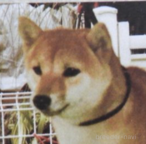 はなちゃん1枚目